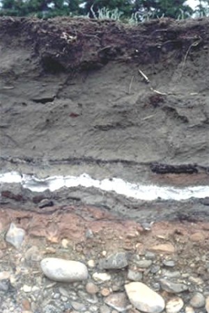 One funny little detail is that the White Wiver Ash is so starch white. Photograph showing the ash layer by P. Sinclair.