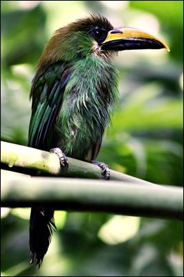 Aulacorhynchus prasinus, the cousin from Costa Rica. - Wikimedia, Kati Fleming